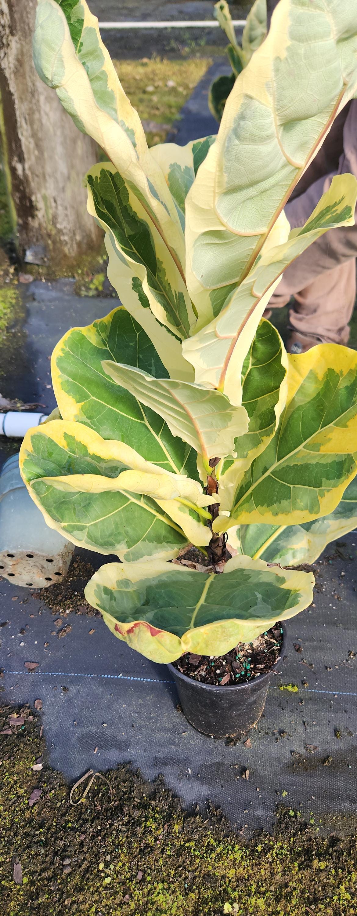 Rare Variegated Ficus Lyrata 1 Gal Growers Pot - Etsy
