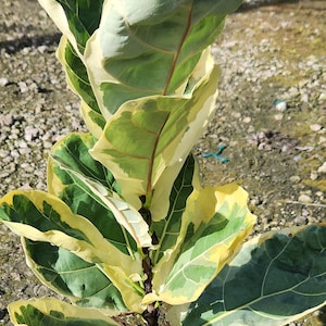 May include: A Fiddle Leaf Fig plant in a black pot. The large, textured leaves are a vibrant green with creamy yellow edges. The plant is a popular houseplant known for its striking appearance.