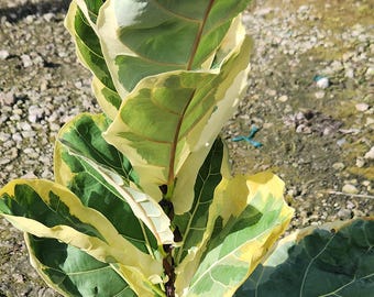 Rare Variegated Ficus Lyrata 1 gal growers pot