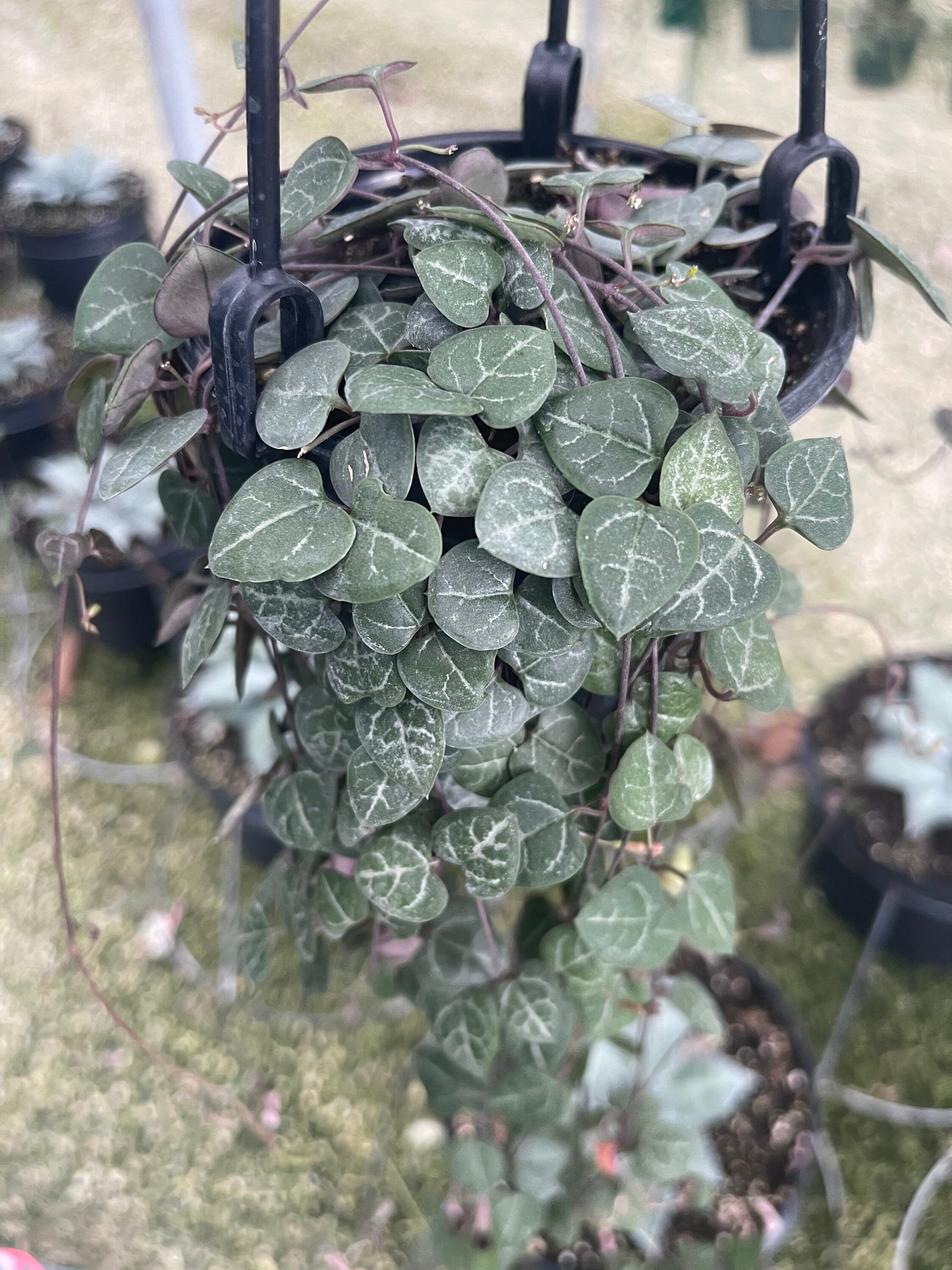 Full Grown String of Hearts Fully Rooted Etsy