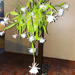 NIGHT-BLOOMING CEREUS, Queen of the night 5&quot; growers pot.