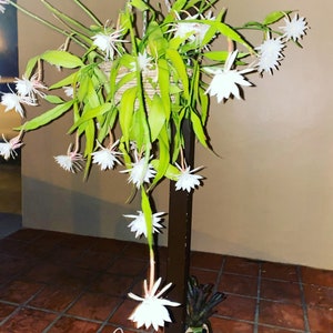 NIGHT-BLOOMING CEREUS, Queen of the night 5" hanging basket