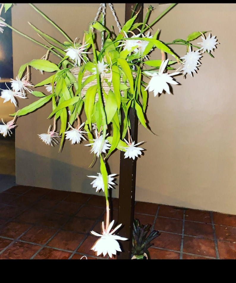 NIGHT-BLOOMING CEREUS, Queen of the night 5 growers pot.