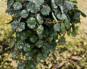 Hoya Curtisii