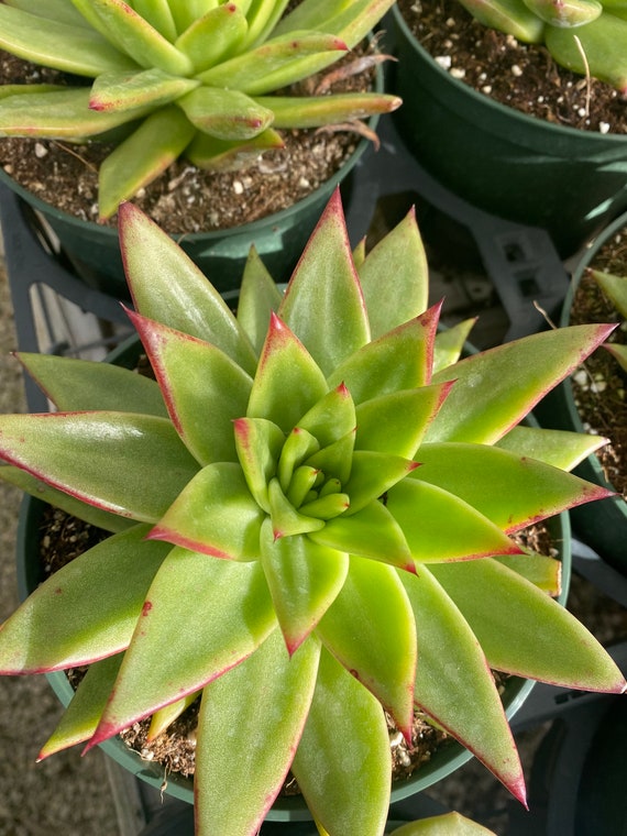 6 Growers Pot Large Lipstick Succulent - Etsy