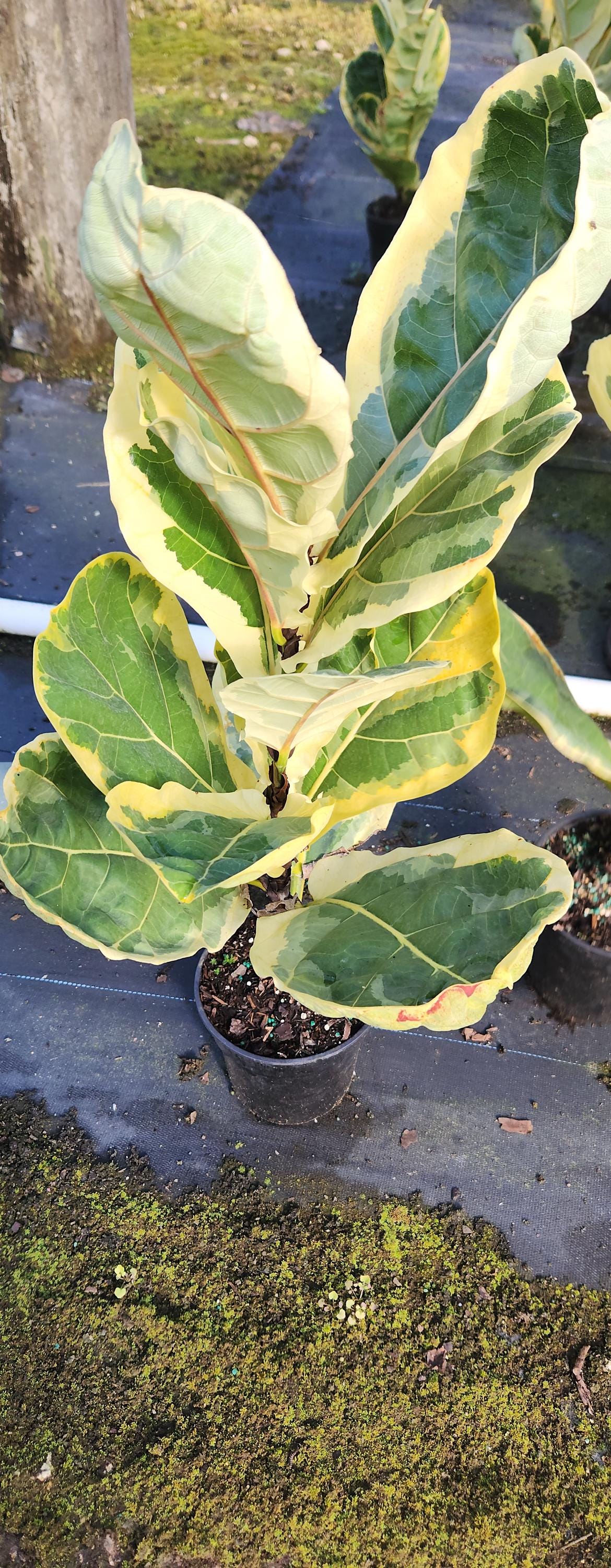 Rare Variegated Ficus Lyrata 1 Gal Growers Pot - Etsy