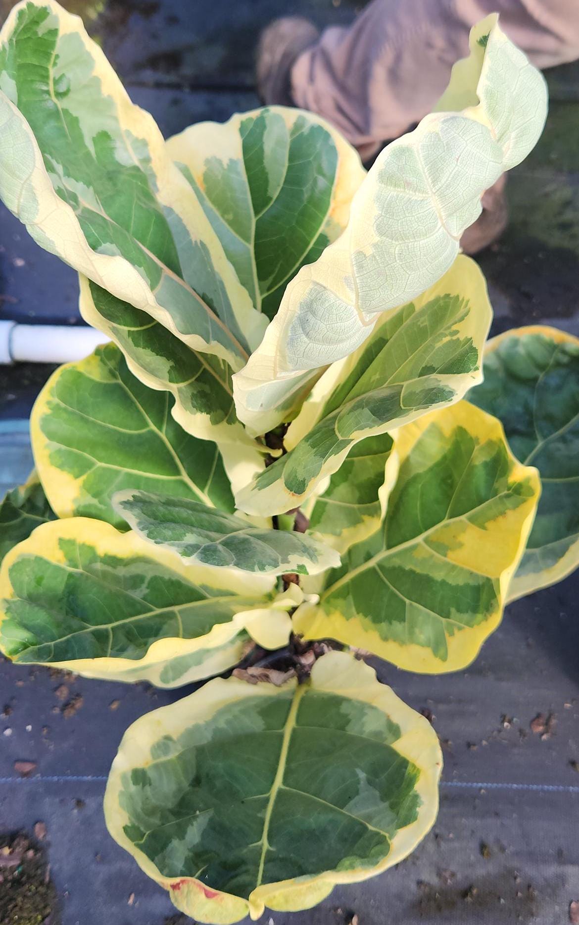 Rare Variegated Ficus Lyrata 1 Gal Growers Pot - Etsy