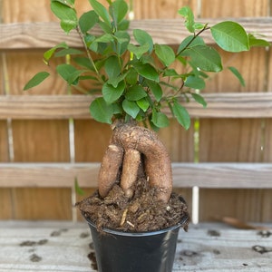 Ficus Microcarpa Ginseng 6 growers pot image 3