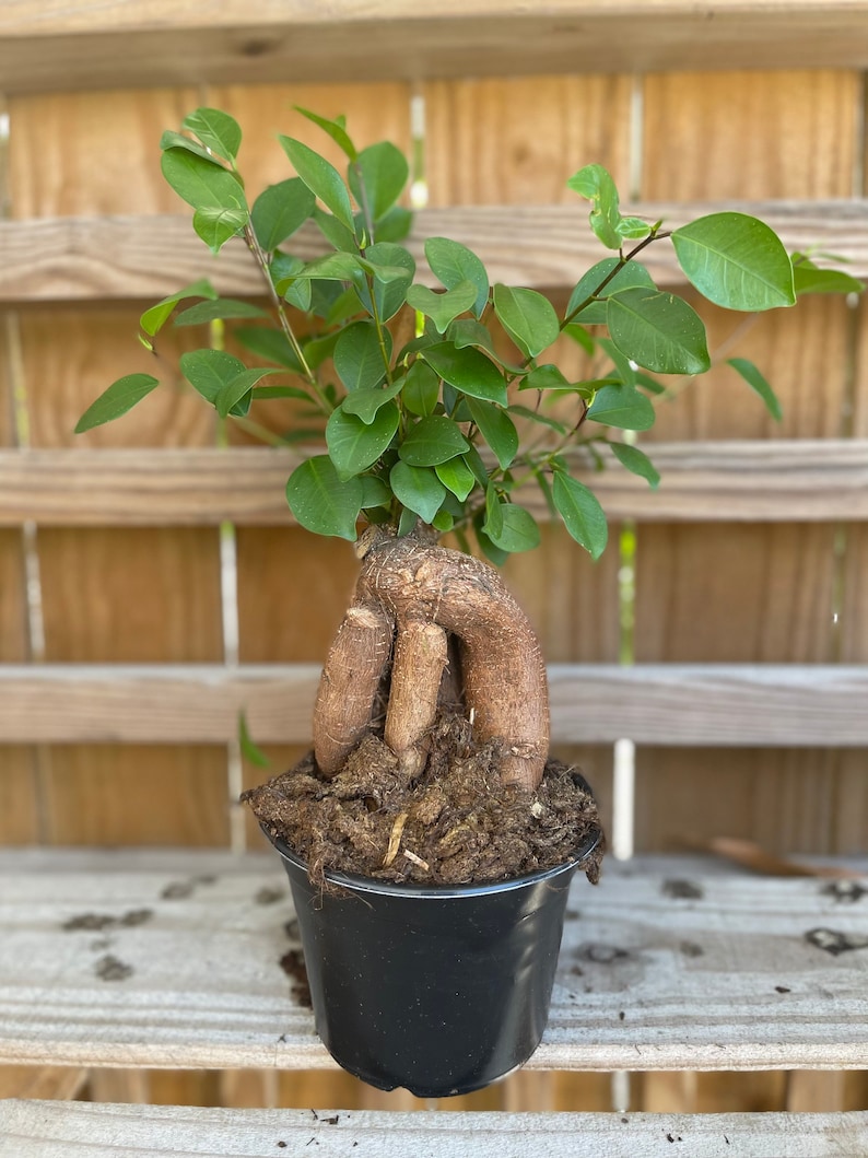 Ficus Microcarpa Ginseng 6 growers pot image 3