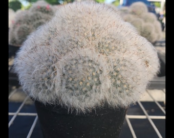 Mammillaria Plumosa