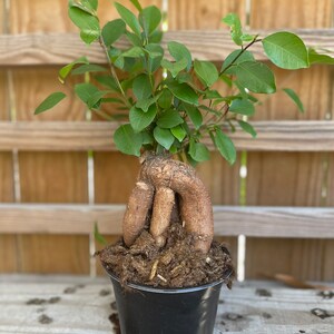 Ficus Microcarpa Ginseng 6 growers pot image 4