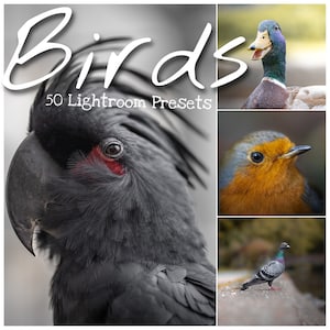 Op de afbeelding: Een collage van vier afbeeldingen met verschillende soorten vogels. De afbeelding linksboven bevat de tekst "Birds 50 Lightroom Presets". De afbeelding rechtsboven toont een wilde eend met zijn bek open. De afbeelding linksonder toont een zwarte kaketoe met een rode vlek op zijn gezicht. De afbeelding rechtsonder toont een duif die op een grijs oppervlak staat.