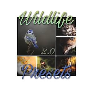 Lightroom Wildlife Preset