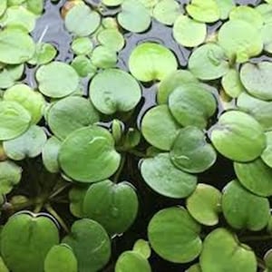 May include: Close-up of floating aquatic plants with small, round, bright green leaves. The leaves are densely packed together, creating a textured surface on the water. The plants are a vibrant green color.