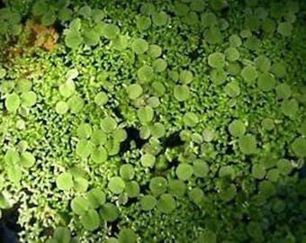 Water Spangles +Duckweed 200+ Plants, Live Aquarium Plants