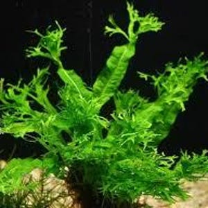 May include: Bright green aquatic plant with finely divided, feathery leaves. The plant has a dense, bushy appearance and is set against a dark background. The leaves are a vibrant green color, and the plant appears healthy and thriving.