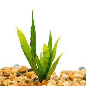May include: A vibrant green aquatic plant with long, slender, pointed leaves growing from a base of small, smooth, multi-colored river stones. The plant features textured foliage with visible veins, standing upright against a plain white background.