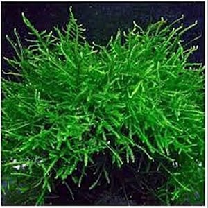 Java Moss, Aquarium Bonsai, Shrimp Tank Plant
