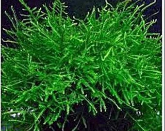Java Moss, Aquarium Bonsai, Shrimp Tank Plant