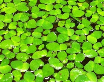 100+ Giant Duckweed, Spirodela Polyrhiza, 100+ Floating Plants