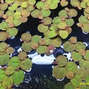 May include: Close-up of floating aquatic plants with round, green leaves and reddish-brown centers. The plants are clustered together on the water's surface, creating a textured pattern. The water is dark blue with some white reflections.