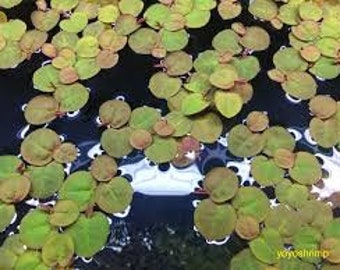 Red Root Floaters, 6 Plants, Floating plants