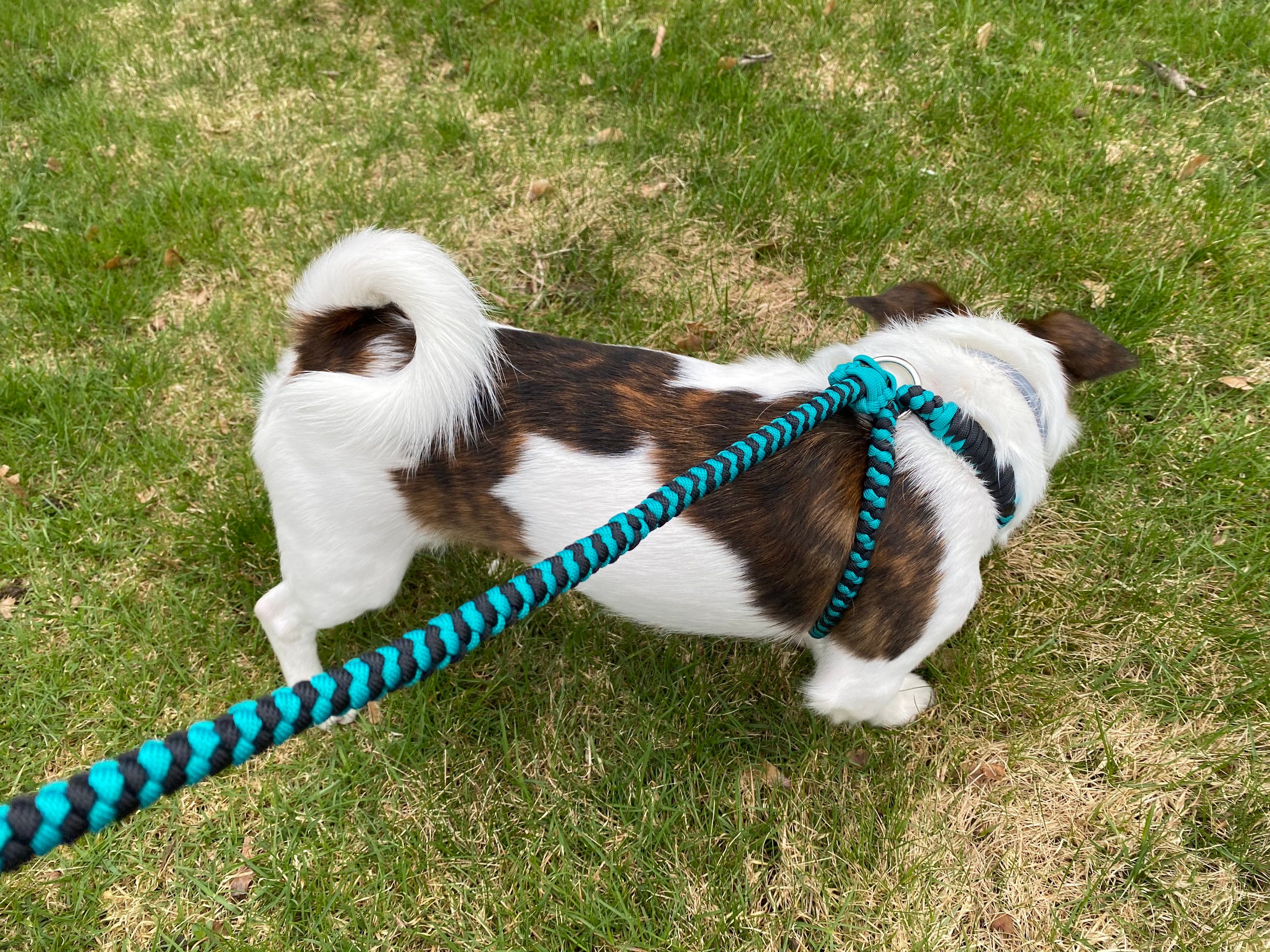 Figure8 Slip Leash Harness Lead Etsy