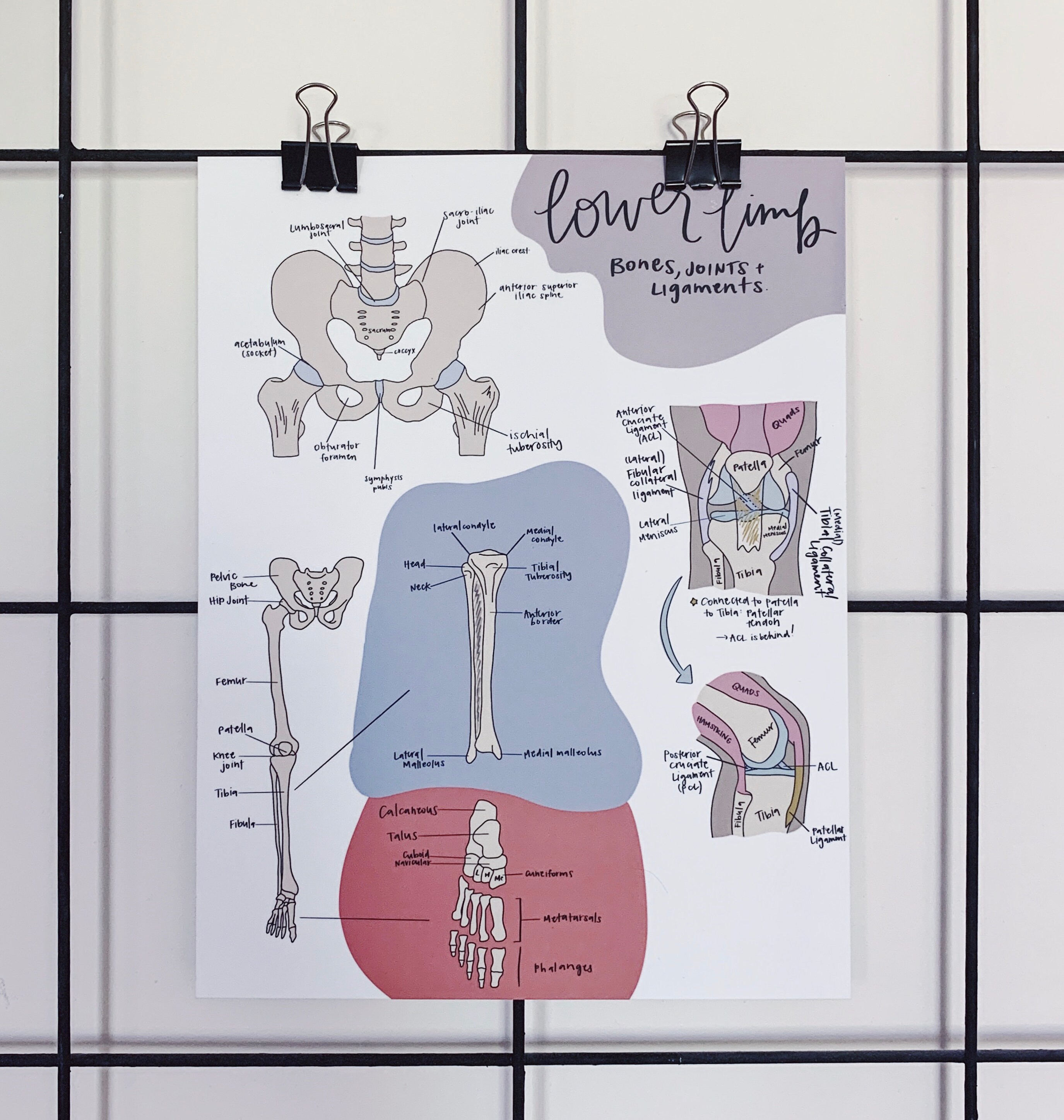 Human Anatomy Study Notes/ Art Print lower Body Etsy