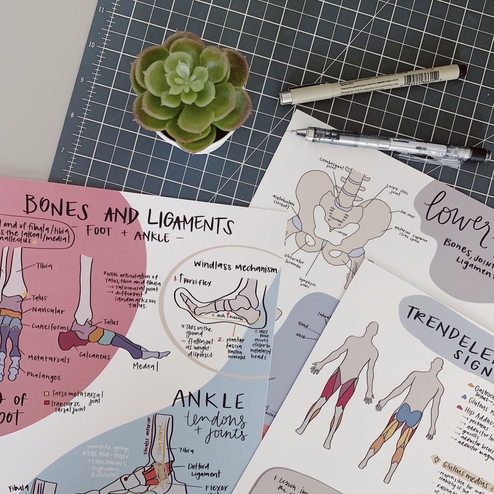 Human Anatomy Study Notes/ Art Print lower Body Etsy