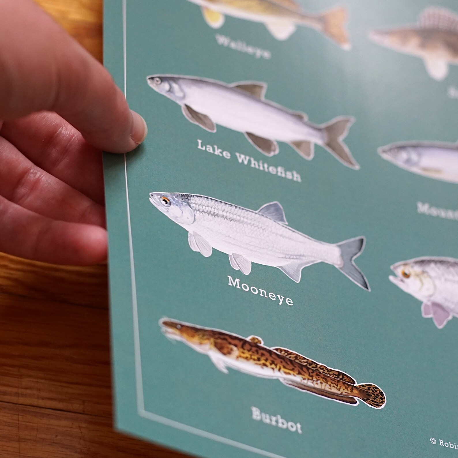 Alberta Game Fish Poster & Sticker Set Etsy
