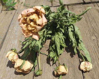 Dried Peony bouquet, natural dried flower 3 pcs. in a bouquet Naturally Dried Peonies, flower Bouquet