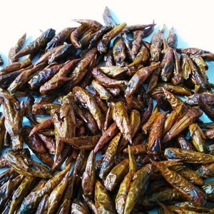 Wildcrafted Balm of Gilead Buds: Black Poplar, Cottonwood