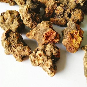 Dried TORMENTIL Root, Potentilla erecta image 1