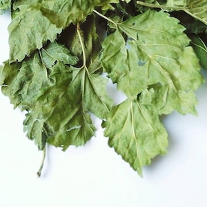 Mulberry Leaf, Dried Mulberry Leaves Dried White Morus nigra