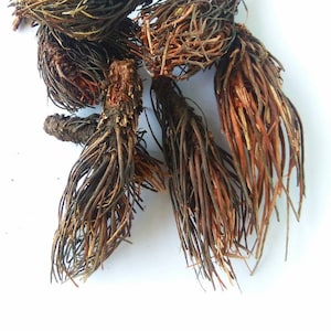 May include: A cluster of dried, fibrous plant roots with a dark brown and reddish-brown coloration. The roots are bundled together, featuring thin, hair-like strands that extend from a thicker, woody central stem, creating a textured appearance.