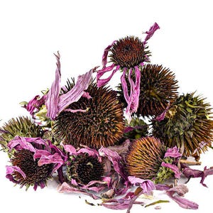 Puede incluir: Primer plano de flores de equinácea secas, con cabezas de semillas marrones espinosas y pétalos morados descoloridos. La imagen muestra un montón de flores secas sobre un fondo blanco. Las flores secas son un producto natural.