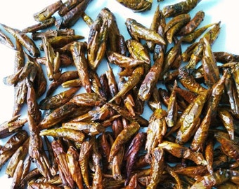 Balm of Gilead buds, Gilead whole buds, dried Black Poplar bud