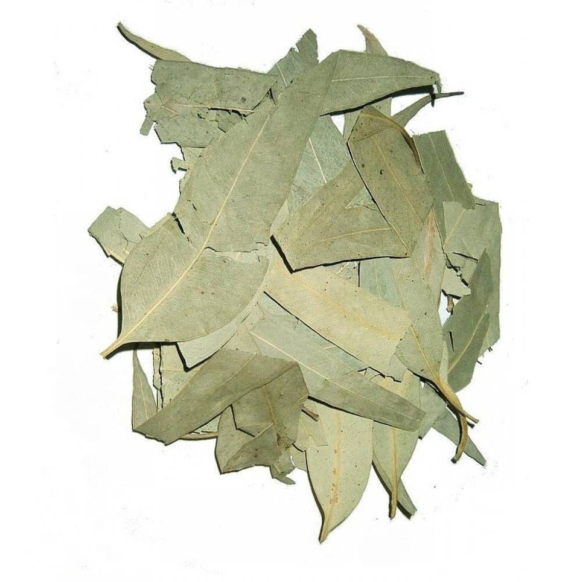 Eucalyptus leaves Dried Eucalyptus leaves Etsy