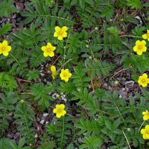 Dried TORMENTIL Root, Potentilla erecta image 9