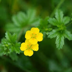 Dried TORMENTIL Root, Potentilla erecta image 2