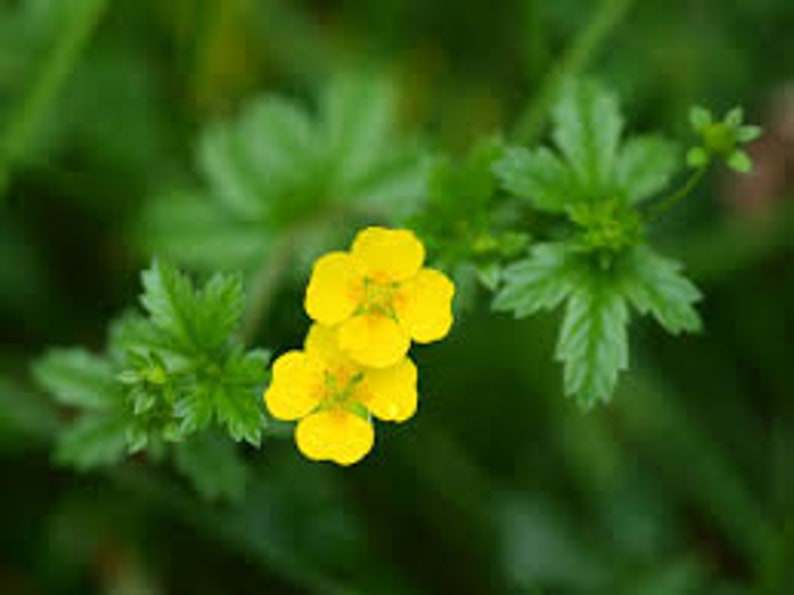 Dried TORMENTIL Root, Potentilla erecta image 2