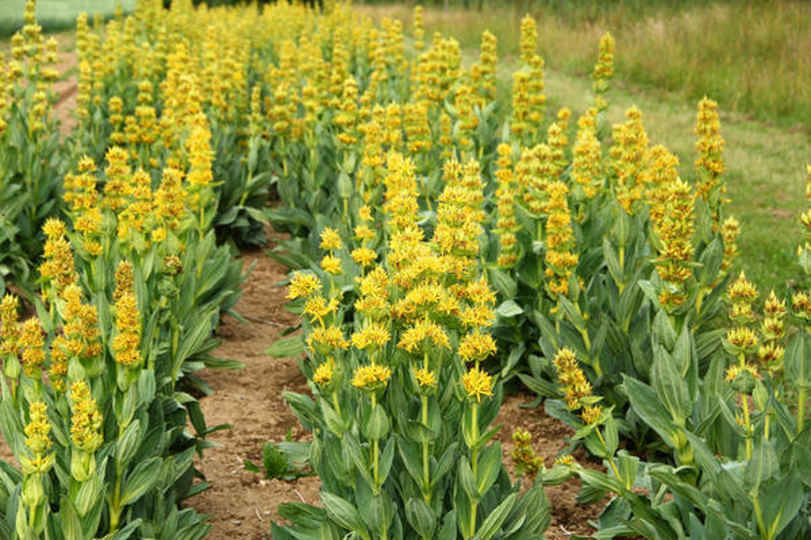 Radice di genziana Gentiana Lutea radice GIALLA genziana Etsy