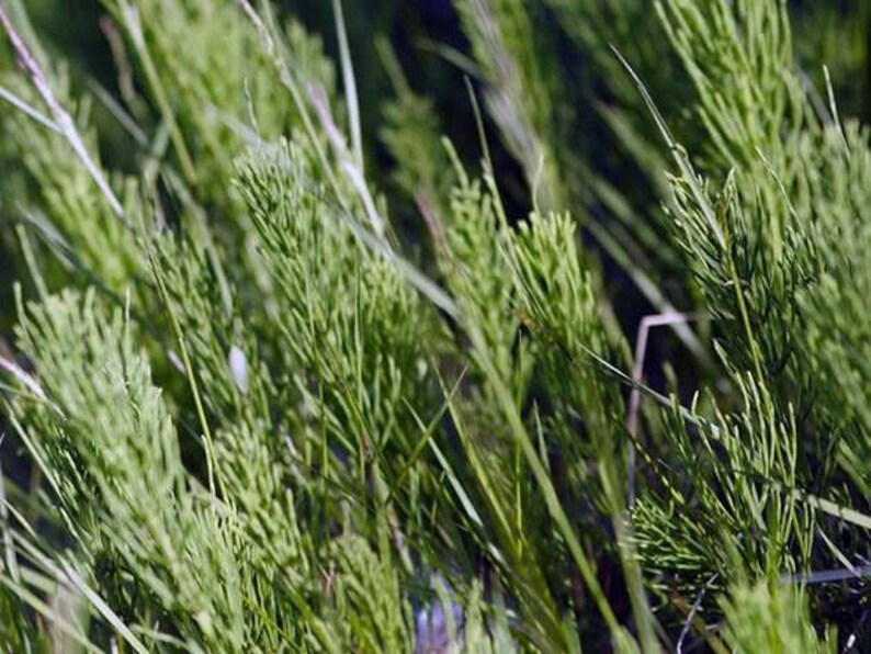 Horsetail_Mama