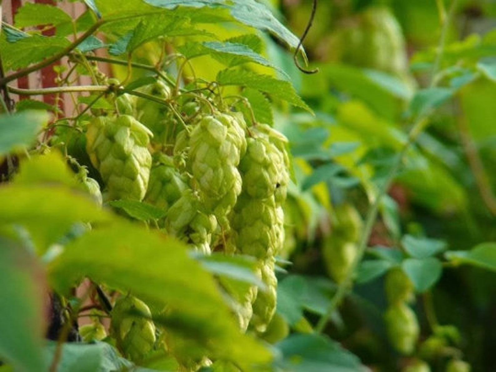Cônes de houblon fleurs de houblon houblon entier - Etsy France