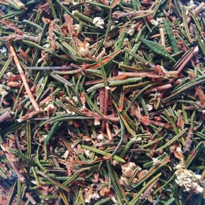 Marsh Labrador, Dried organic herb Ledum Palustre image 3