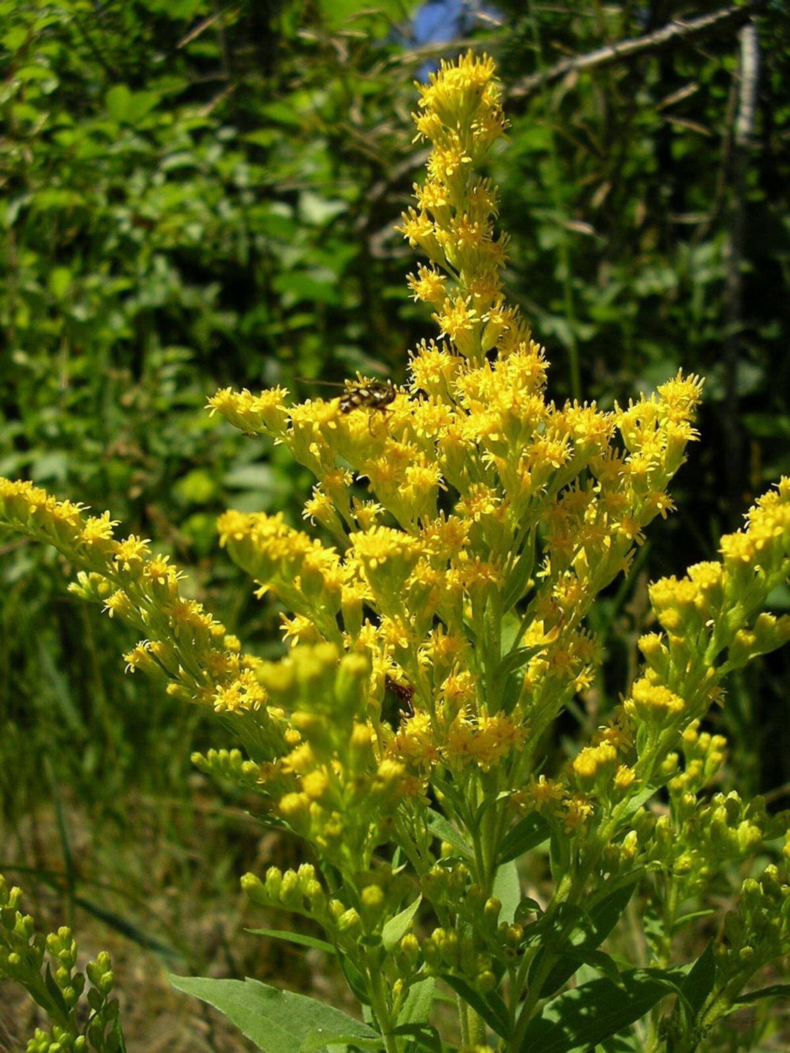 Goldenrod Herb Dried ORGANIC Goldenrod Flowers Herbal Tea Etsy