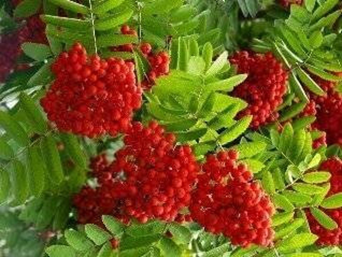 Dried Rowan Berries Whole Rowanberries Sorbus Aucuparia Etsy Australia