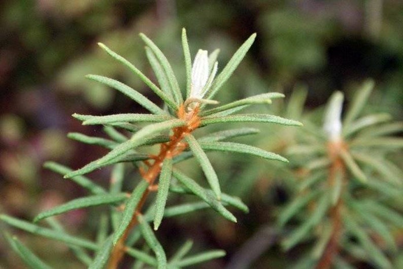 Marsh Labrador, Dried organic herb Ledum Palustre image 5