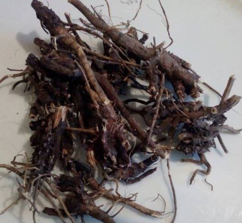 ECHINACEA Root dried Echinacea Purpurea Root Etsy