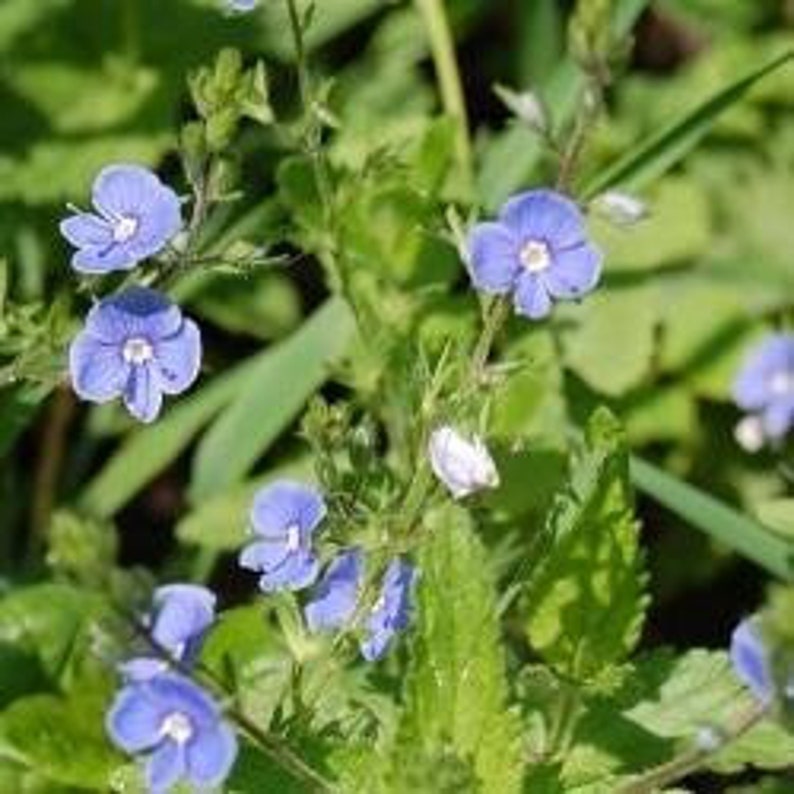 Speedwell Herb Veronica Officinalis Speedwell Herb Tea Etsy